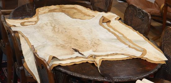 Three antelope skin rugs, all baize backed largest L. approx. 200cm